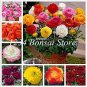 100 PCS Seeds Ranunculus Flower Plants