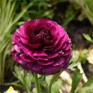 20 PCS Seeds Ranunculus Rare Purple Perennial Flower