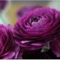 20 PCS Seeds Ranunculus Rare Purple Perennial Flower