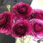 20 PCS Seeds Ranunculus Rare Purple Perennial Flower