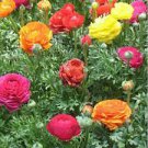 20 PCS Seeds Ranunculus Seed Ranunculus Asiaticus Flowers 20 PCS Seeds Ranunculus Seed Ranunculus Asiaticus Flowers