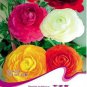 20 PCS Seeds Ranunculus Seed Ranunculus Asiaticus Flowers