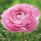 100 PCS Seeds Ranunculus Flower Plants
