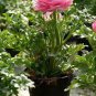 100 PCS Seeds Ranunculus Flower Plants