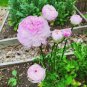 100 PCS Seeds Ranunculus Flower Plants