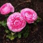 100 PCS Seeds Ranunculus Flower Plants