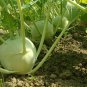 50 PCS Seeds Rapeform Mustard