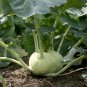 50 PCS Seeds Rapeform Mustard