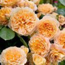 50 PCS Seeds Rare ' Crown Princess Margareta' Orange Climbing Rose Shrub 50 PCS Seeds Rare ' Crown Princess Margareta' Orange Climbing Rose Shrub