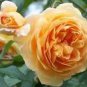 50 PCS Seeds Rare ' Crown Princess Margareta' Orange Climbing Rose Shrub