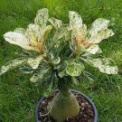 2 PCS Seeds Rare 'big ball' Adenium Desert Rose 2 PCS Seeds Rare 'big ball' Adenium Desert Rose