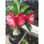 2 PCS Seeds Rare 'big ball' Adenium Desert Rose