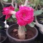 2 PCS Seeds Rare 'big ball' Adenium Desert Rose