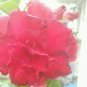 2 PCS Seeds Rare 'big ball' Adenium Desert Rose