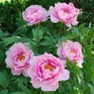 5 PCS Seeds Rare 'Big Leaves Buuterfly' Peony Shrub Flower
