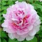 5 PCS Seeds Rare 'Big Leaves Buuterfly' Peony Shrub Flower