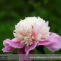 5 PCS Seeds Rare 'Big Leaves Buuterfly' Peony Shrub Flower