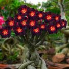 2 PCS Seeds Rare 'Black Eyes' Double Adenium Desert Rose 2 PCS Seeds Rare 'Black Eyes' Double Adenium Desert Rose