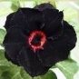 2 PCS Seeds Rare 'Black Eyes' Double Adenium Desert Rose