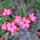 2 PCS Seeds Rare 'Blood White' Adenium Desert rose 2 PCS Seeds Rare 'Blood White' Adenium Desert rose