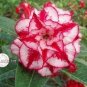2 PCS Seeds Rare 'Blood White' Adenium Desert rose