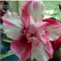 2 PCS Seeds Rare 'Blood White' Adenium Desert rose