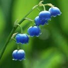 5 PCS Seeds Rare 'Blue Flower Goddess' Lily of the valley Convallaria 5 PCS Seeds Rare 'Blue Flower Goddess' Lily of the valley Convallaria