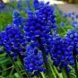 5 PCS Seeds Rare 'Blue Flower Goddess' Lily of the valley Convallaria