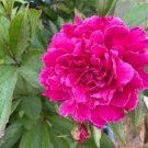 5 PCS Seeds Rare 'Cao Zhou Hong' Fresh Red Peony Tree Flower