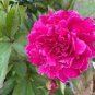 5 PCS Seeds Rare 'Cao Zhou Hong' Fresh Red Peony Tree Flower