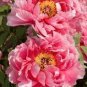 5 PCS Seeds Rare 'Cao Zhou Hong' Fresh Red Peony Tree Flower