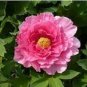 5 PCS Seeds Rare 'Cao Zhou Hong' Fresh Red Peony Tree Flower