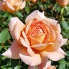 50 PCS Seeds Rare 'Carding Mill' Orange Rose Shrub with Fragrant Flower 50 PCS Seeds Rare 'Carding Mill' Orange Rose Shrub with Fragrant Flower