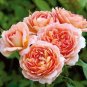 50 PCS Seeds Rare 'Carding Mill' Orange Rose Shrub with Fragrant Flower