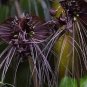 10 PCS Seeds Rare 'Cat Face Beard' Black Orchid Perennial Flowers