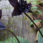 10 PCS Seeds Rare 'Cat Face Beard' Black Orchid Perennial Flowers