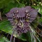 10 PCS Seeds Rare 'Cat Face Beard' Black Orchid Perennial Flowers