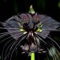 10 PCS Seeds Rare 'Cat Face Beard' Black Orchid Perennial Flowers