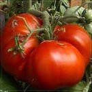 100 PCS Seeds Rare 'Champion' Giant Red Tomato