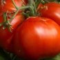 100 PCS Seeds Rare 'Champion' Giant Red Tomato