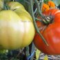 100 PCS Seeds Rare 'Champion' Giant Red Tomato
