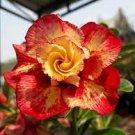 2 PCS Seeds Rare 'Cheng liu' Orange Big-headed Adenium Desert Rose