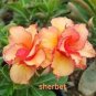 2 PCS Seeds Rare 'Cheng liu' Orange Big-headed Adenium Desert Rose
