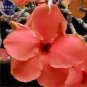 2 PCS Seeds Rare 'Cheng liu' Orange Big-headed Adenium Desert Rose