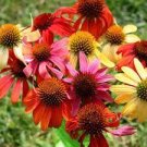 100 PCS Seeds Rare 'Cheyenne Spirit' Mixed Echinacea Coneflower 100 PCS Seeds Rare 'Cheyenne Spirit' Mixed Echinacea Coneflower