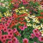 100 PCS Seeds Rare 'Cheyenne Spirit' Mixed Echinacea Coneflower