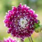 5 PCS Seeds Rare 'Color Face' Dark Red Light Pink Peony Seedling Plant