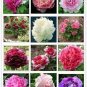 5 PCS Seeds Rare 'Color Face' Dark Red Light Pink Peony Seedling Plant