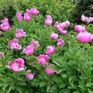 5 PCS Seeds Rare 'Craft Unique Flower' Pink Orange White Peony Plant