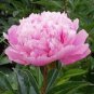 5 PCS Seeds Rare 'Craft Unique Flower' Pink Orange White Peony Plant